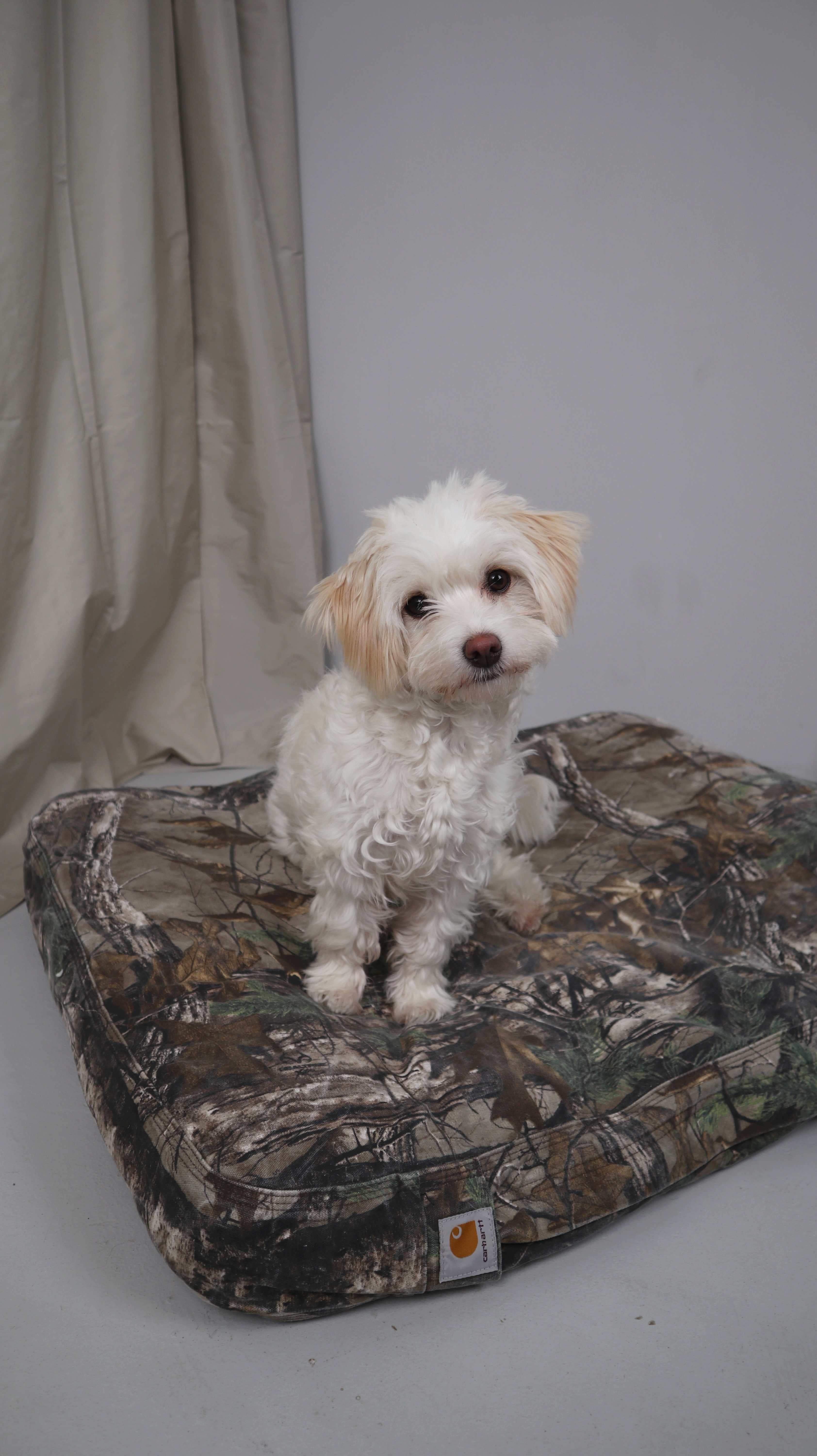 Carhartt Hundebett Camouflage groß Hundekissen Canvas-Haustierbett grün khaki